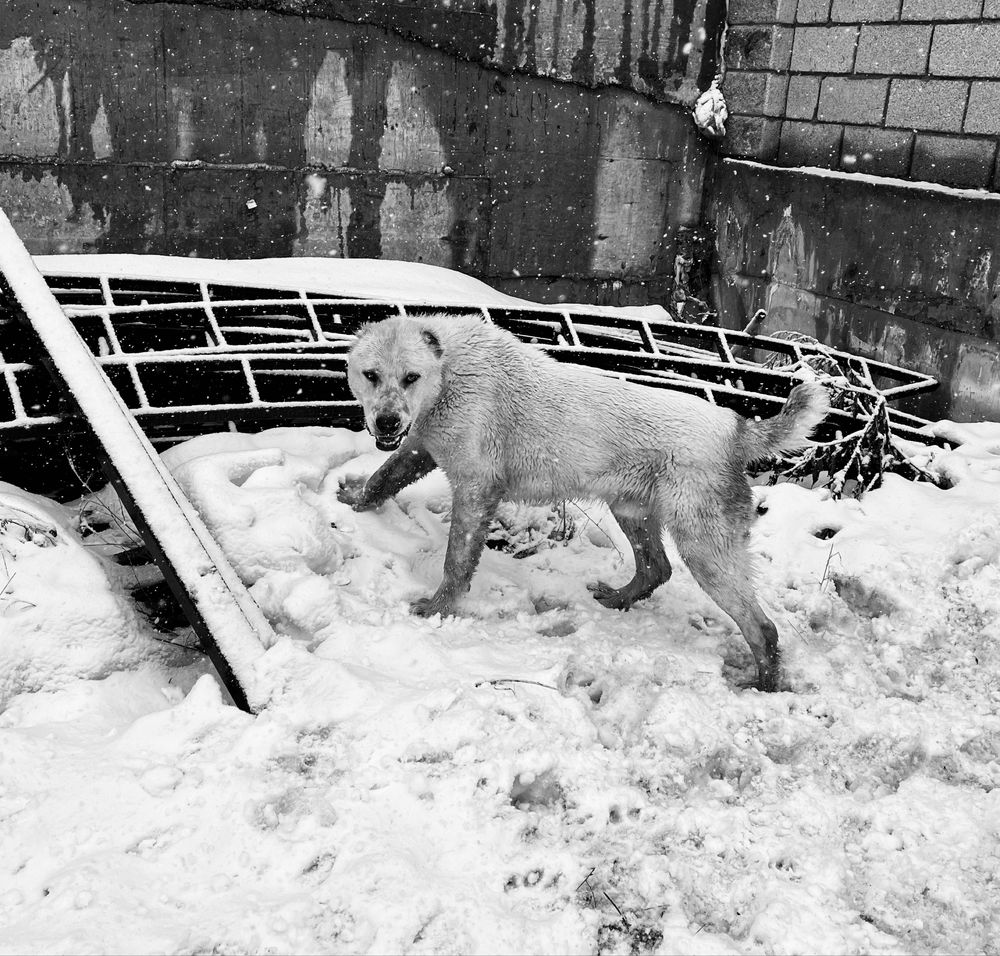 Алабай САО 1год 2месецев мальчик хороший собака