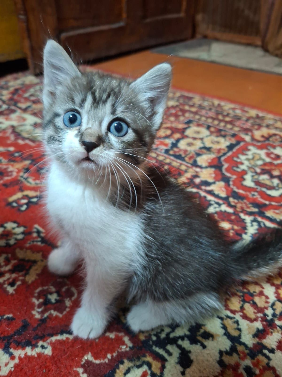 Котята в хорошие ручки!