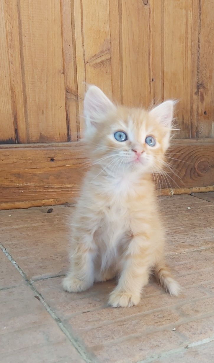 Котята ищут хозяев