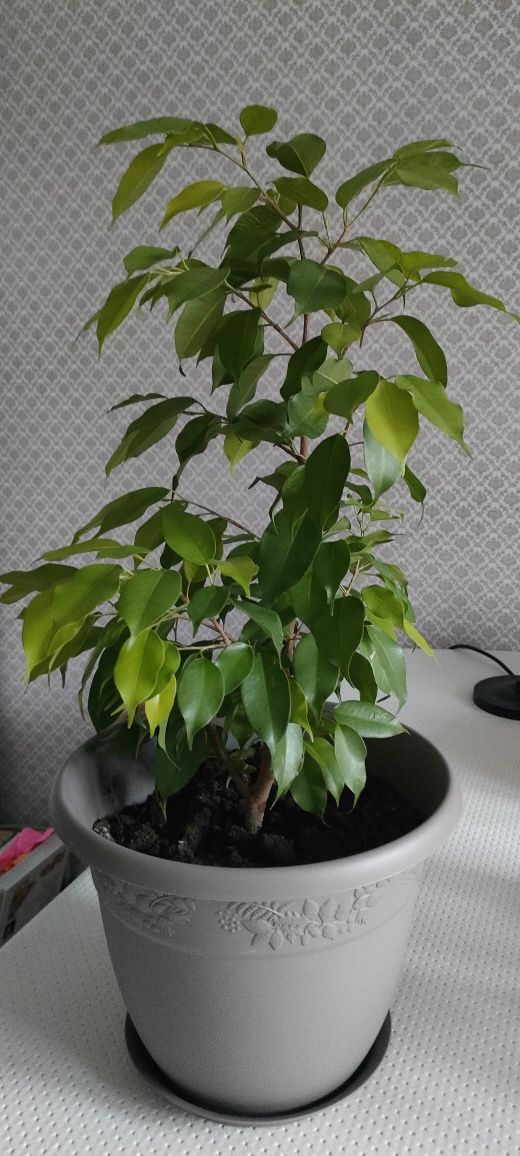 Продам фикус Бенджамина