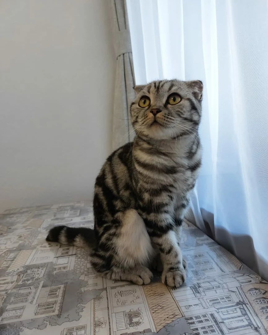Ищем опытного кота для вязки
