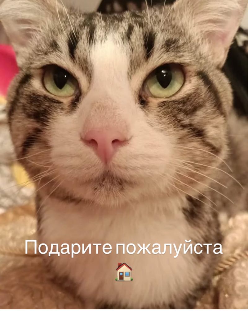Очень ласковый кот