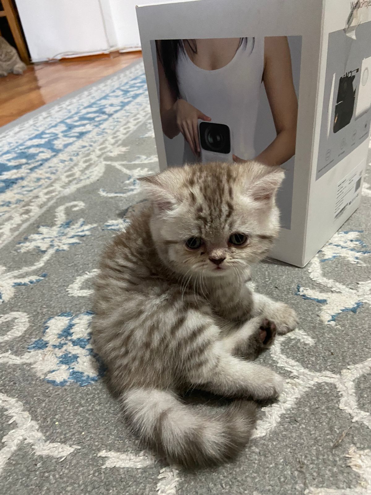 Вязка кота. Скоттиш фолд.