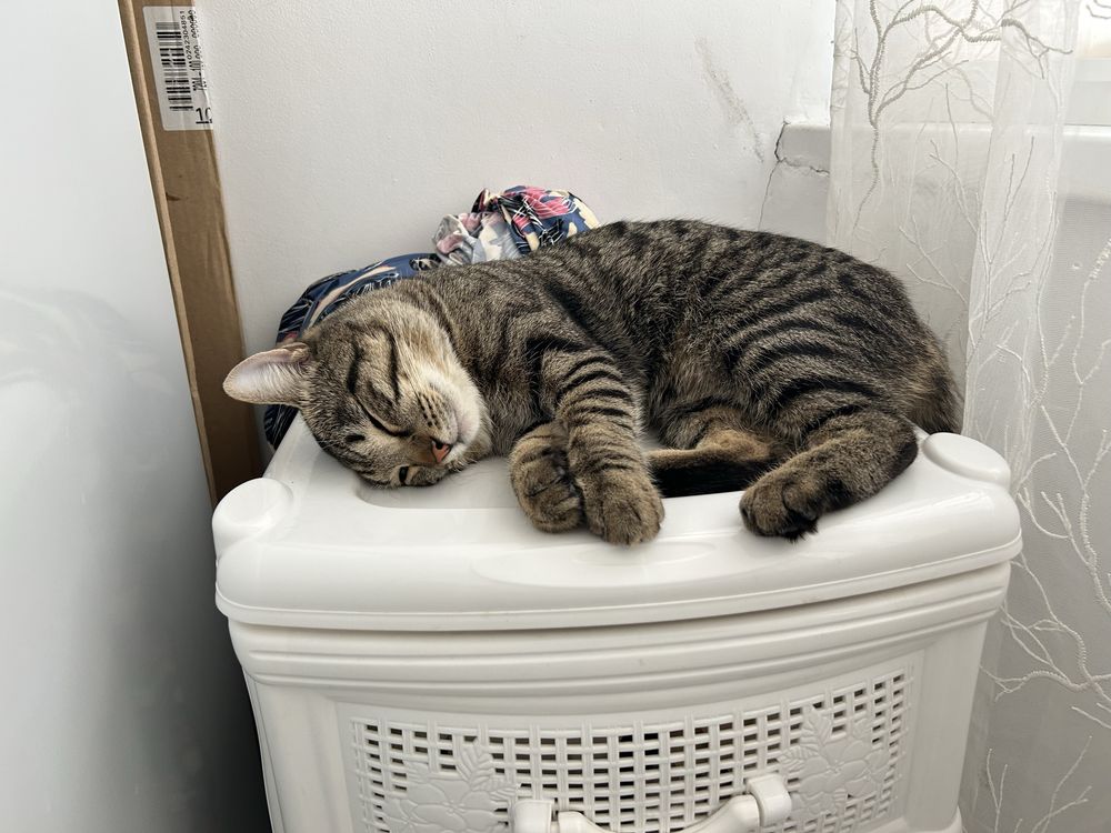Отдам кота в хорошие руки