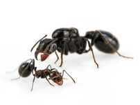 Messor sp, жнецы, муравьи