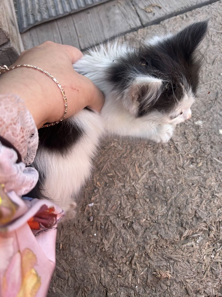 Отдам в добрые руки котенка