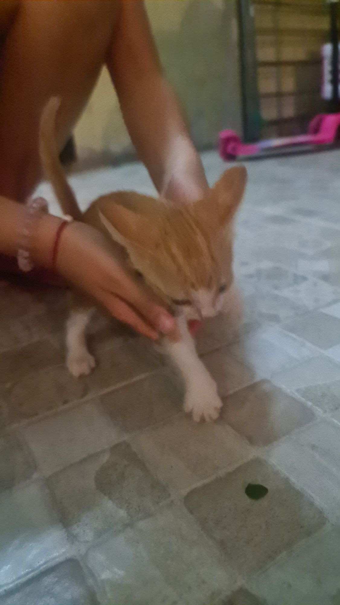 Котёнок рыжий мальчик