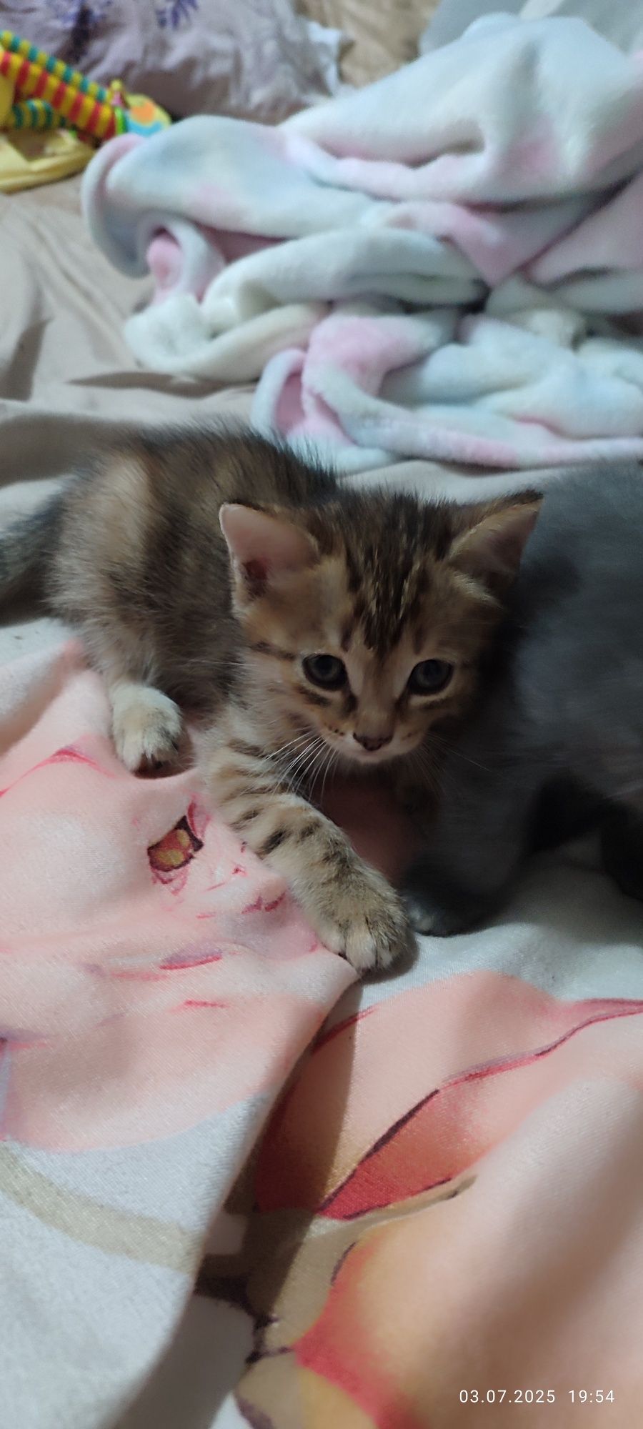 Отдам котенка бесплатно