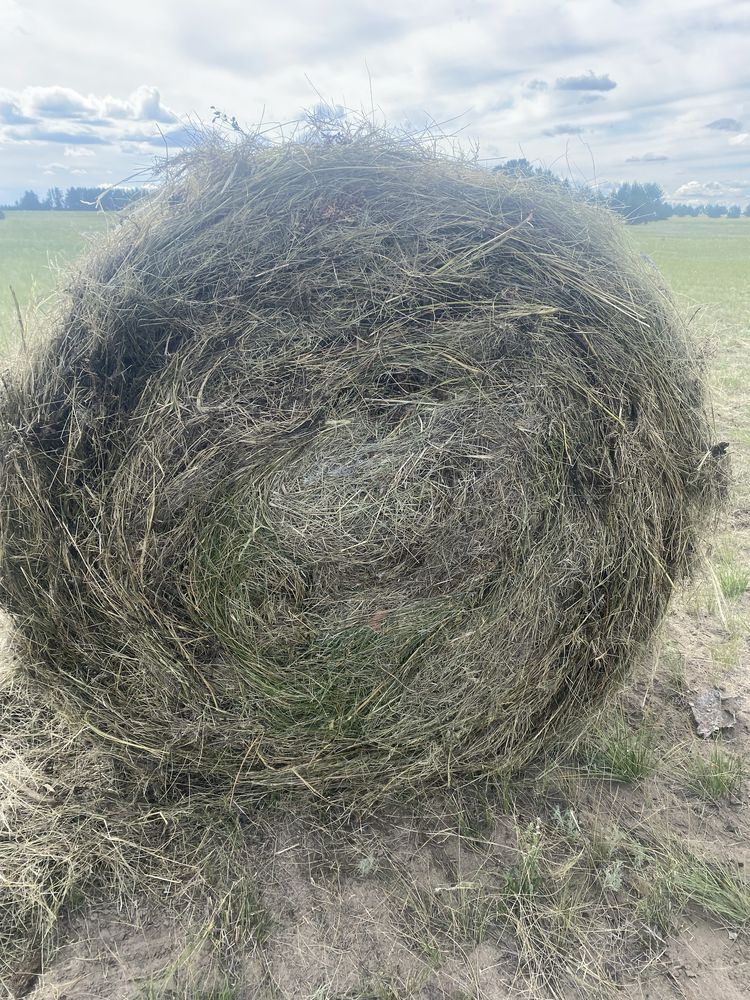 Продам сено разнотравье