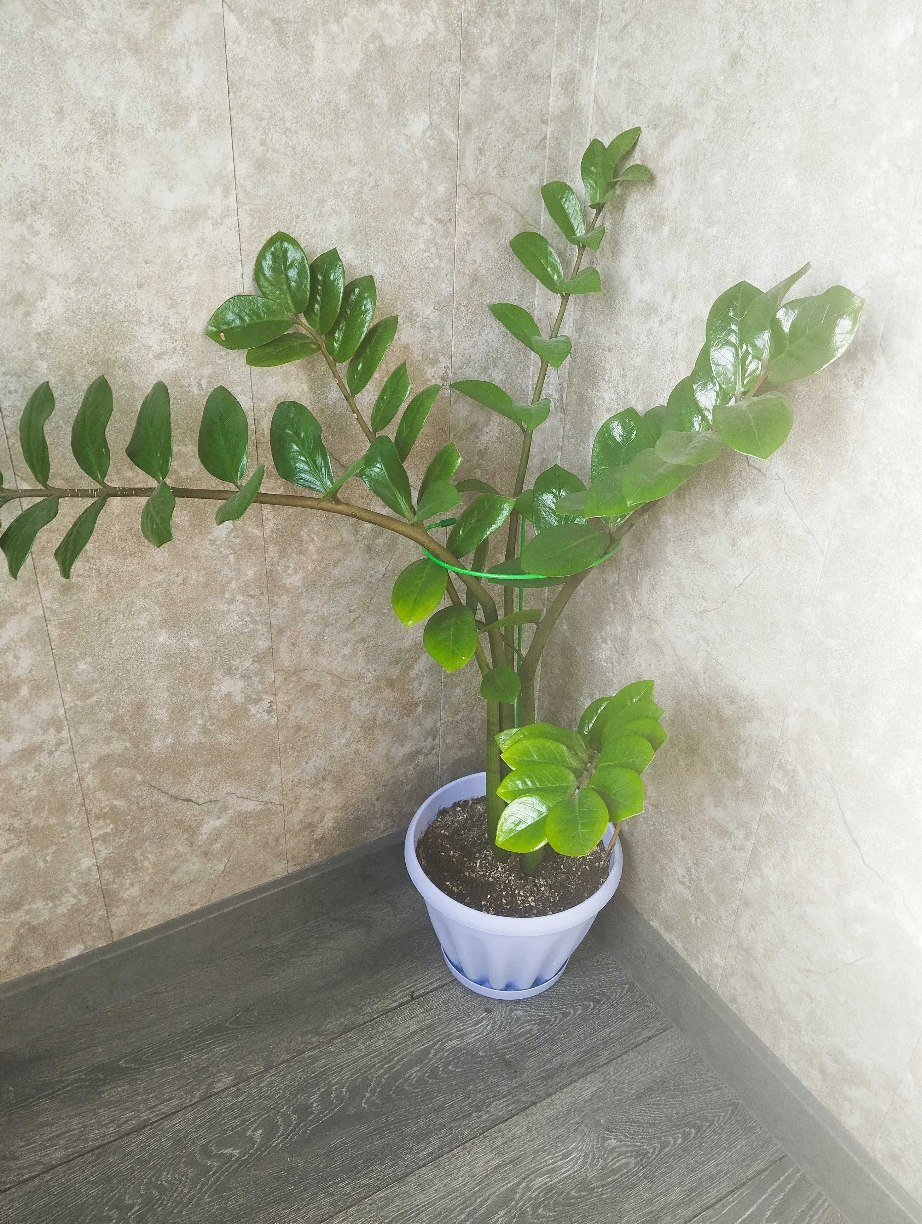 Заммиакулькас. Долларовое дерево