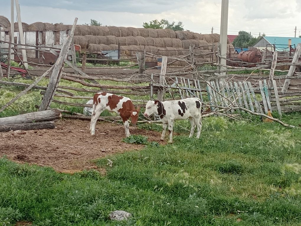 Бұзаулар сатылады 1 айлық