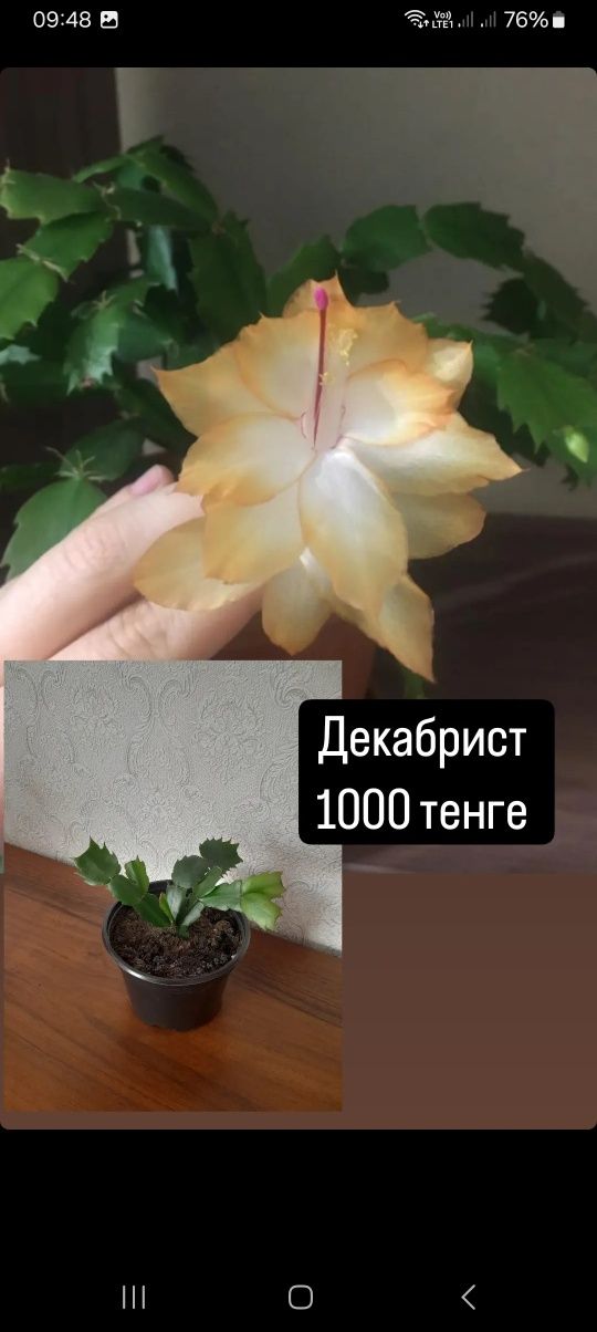 Декабрист золотой и розовый