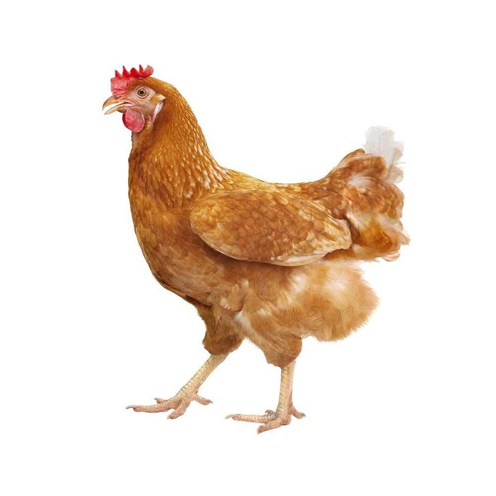 Продам цыплят бройлера белого и цветного