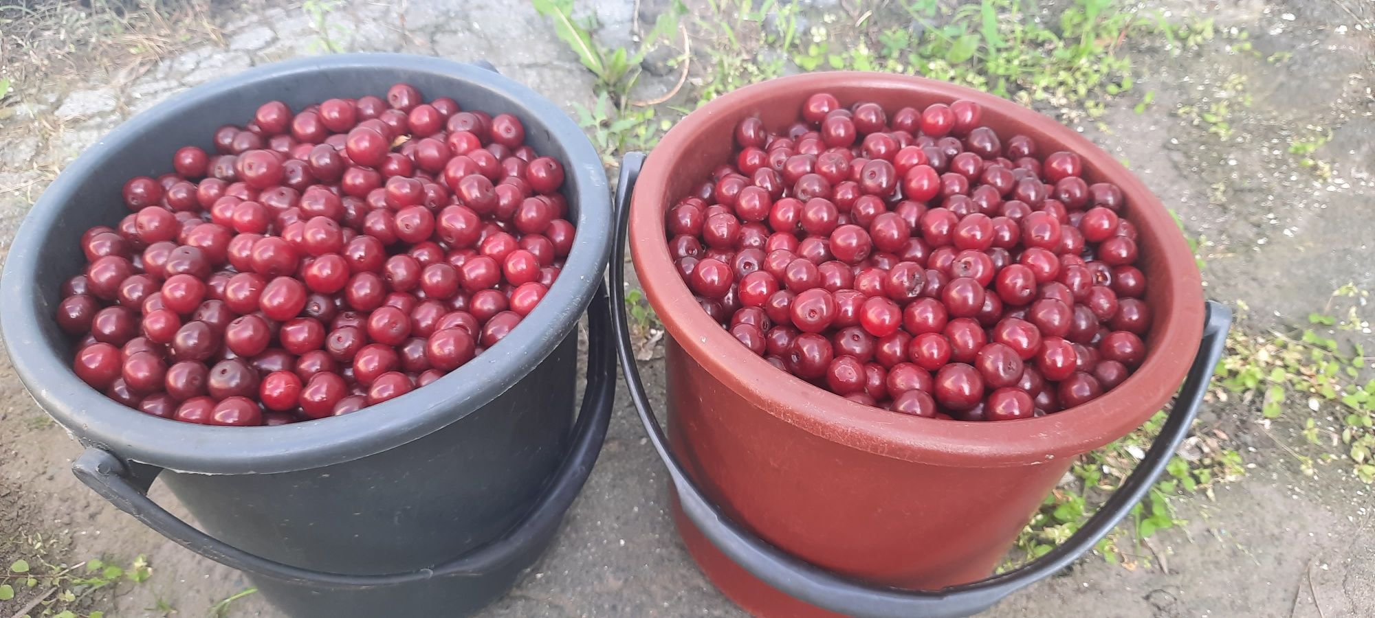Продам садовую вишню