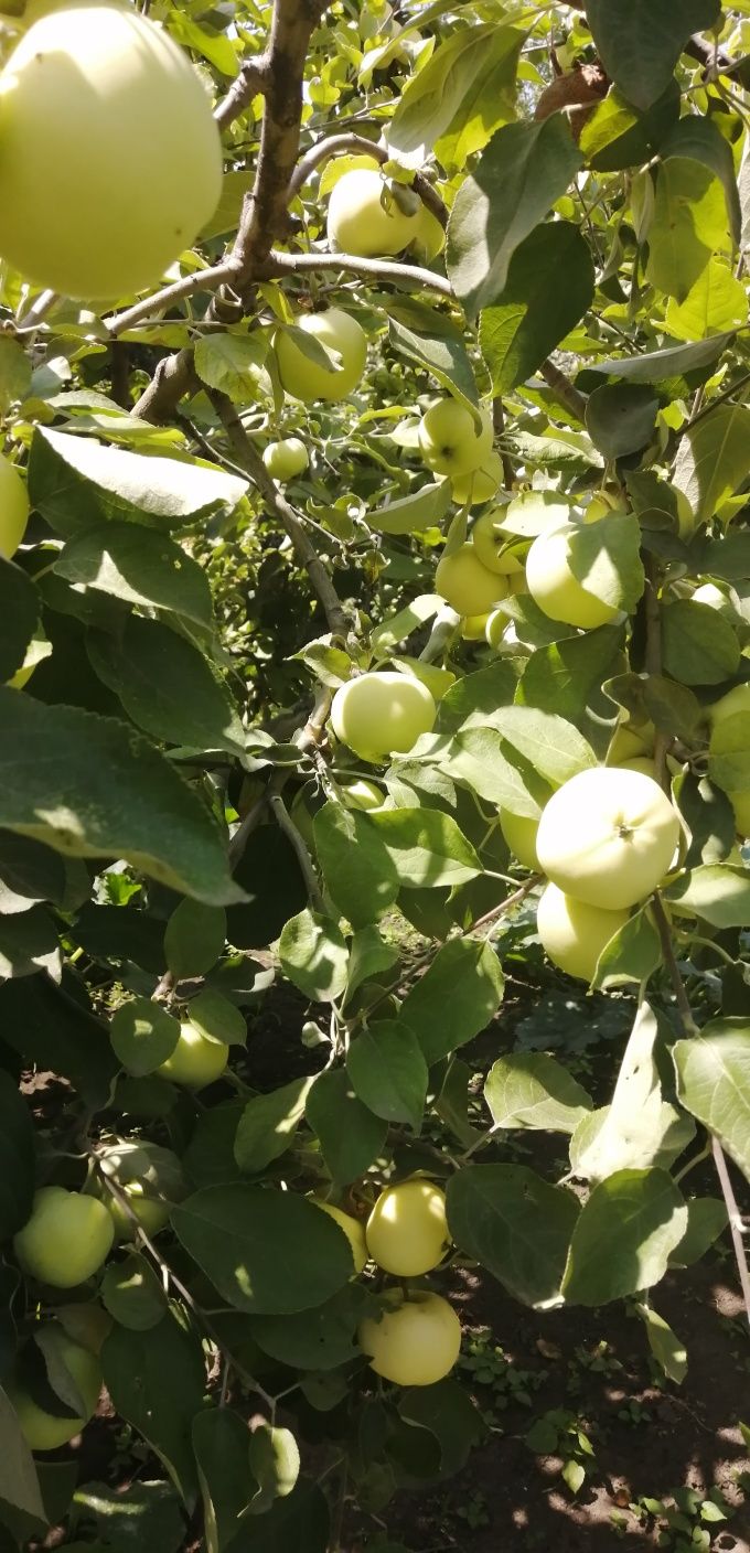Яблоки белый налив..Срочно продам с дерева