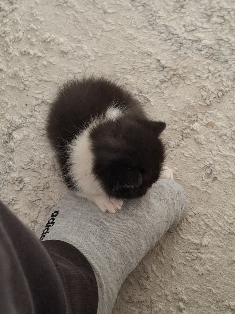 Отдам котёнка в добрые руки