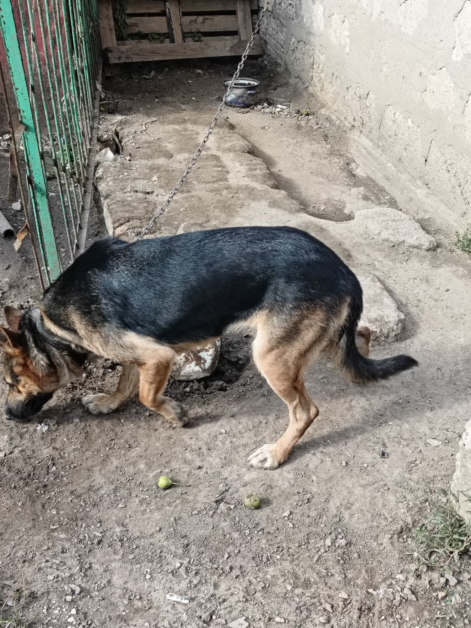 Отдам собаку породы "Овчарка" в связи с обстоятельствами