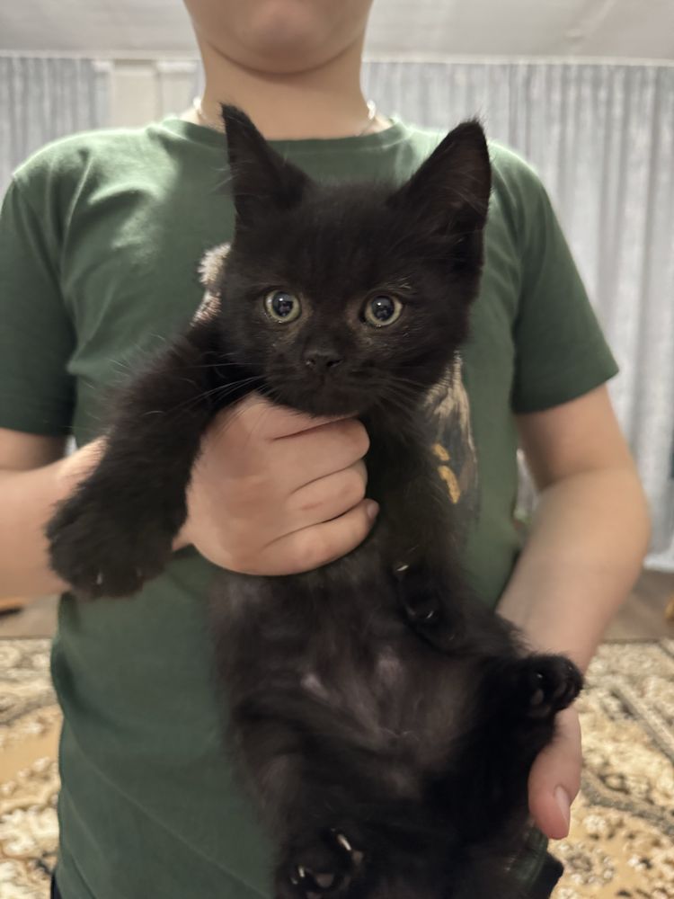 Отдам котят в хорошие руки
