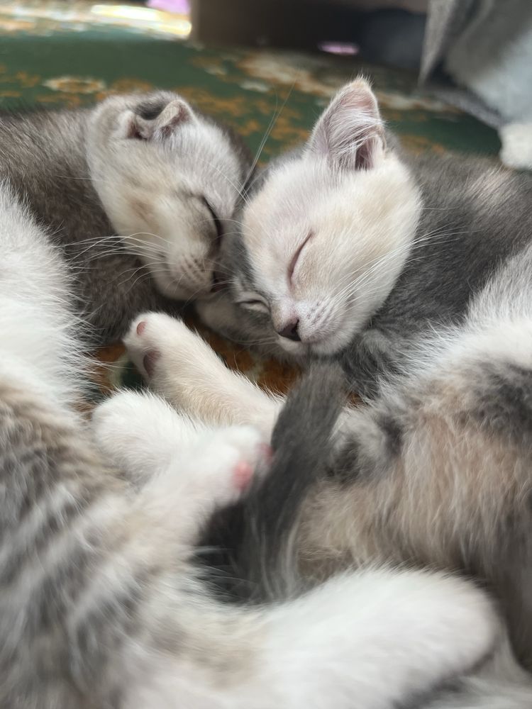 породистые котята