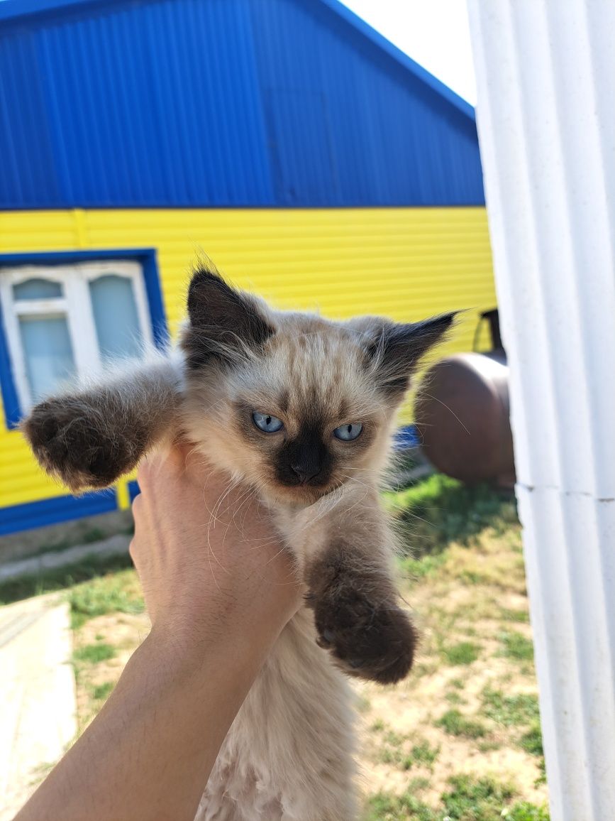 Отдам котят девочка