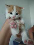 Котенок мальчик отдам в хорошие руки