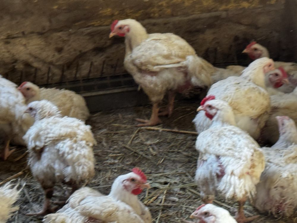 Продам фермерское мясо бройлера выращена на экологических кормах