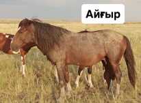 АЙҒЫР, ТАЙ, 2 ҚҰЛЫНДЫ БИЕЛЕР! Цена договорная
