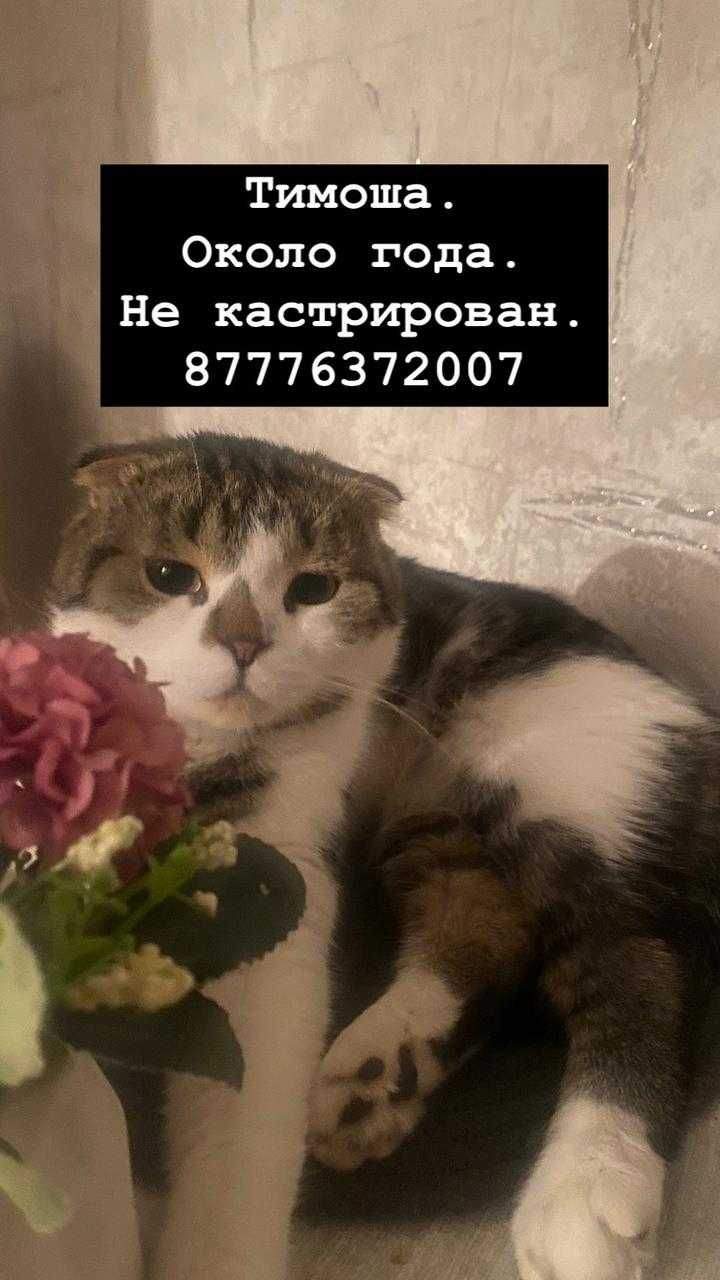 Кошки, кот, котенок в ответственные руки