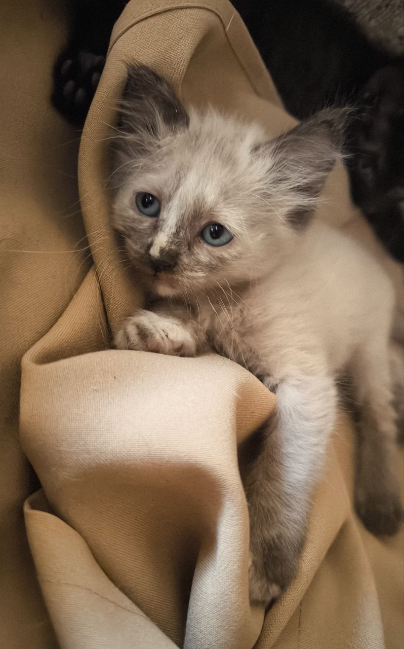 Отдам котят в хорошие руки