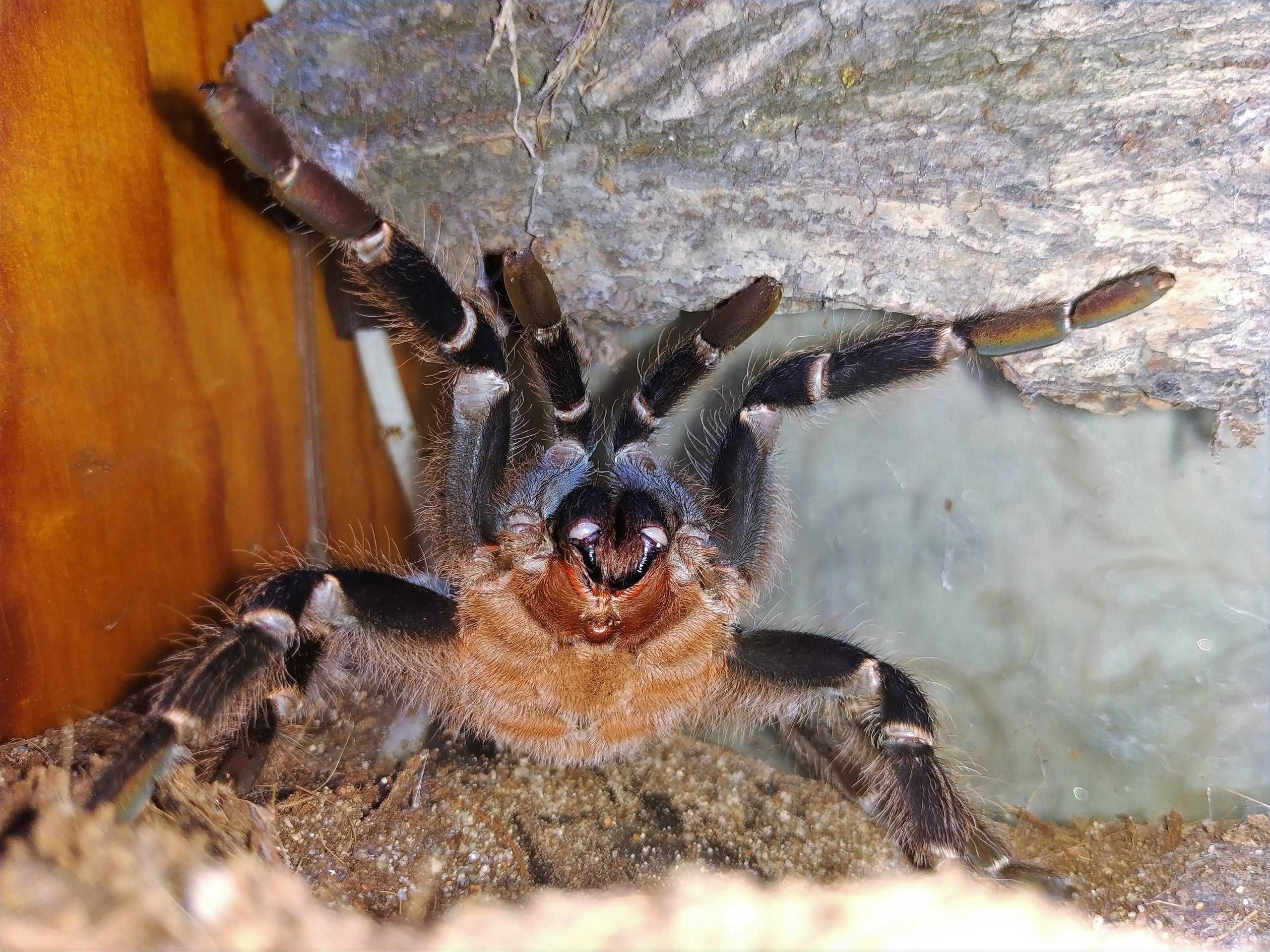 Aphonopelma seemanni (blue form) \ Паук-птицеед (Самка)