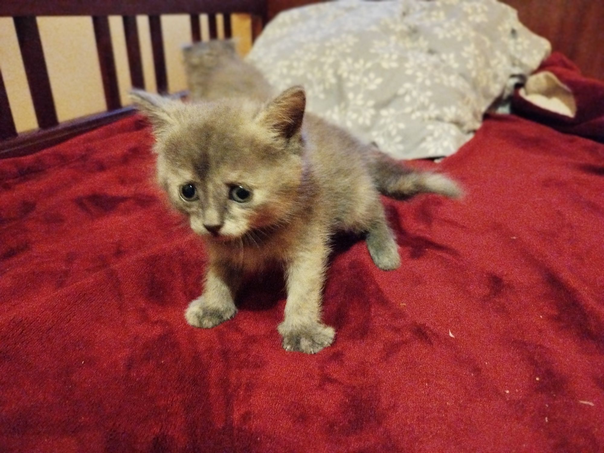 Отдам котят в добрые руки