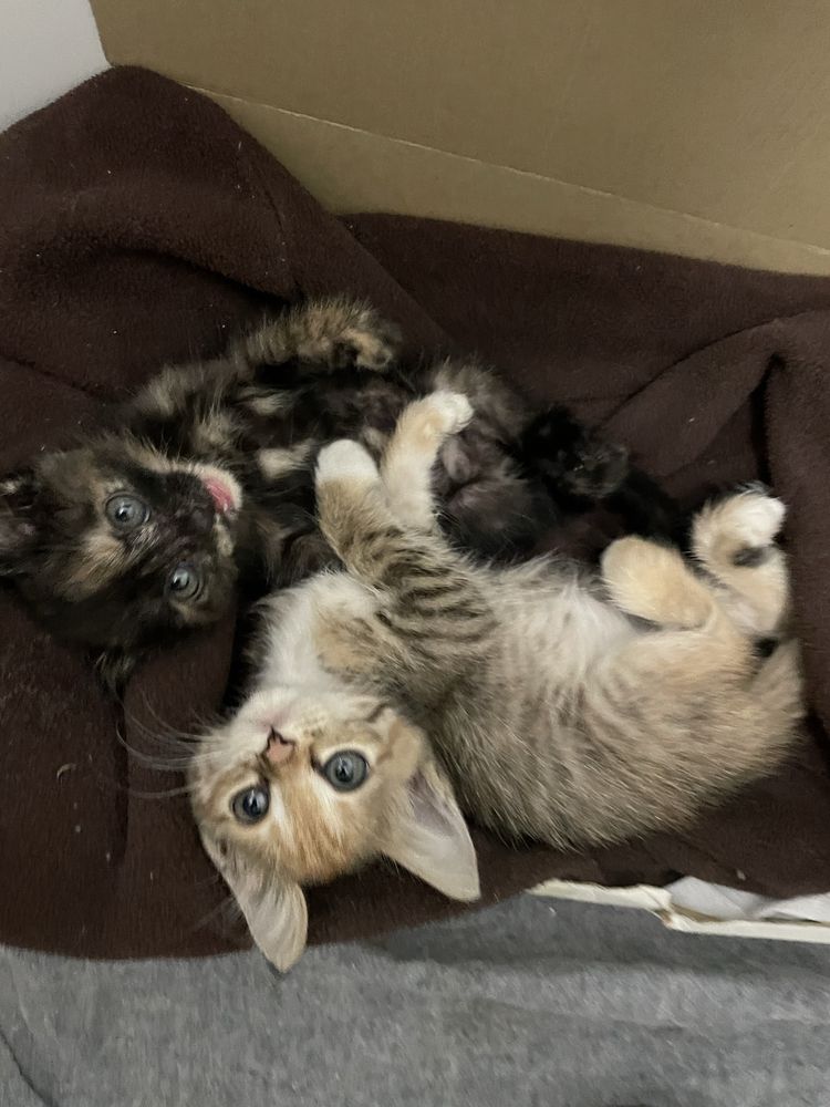Котята бесплатно