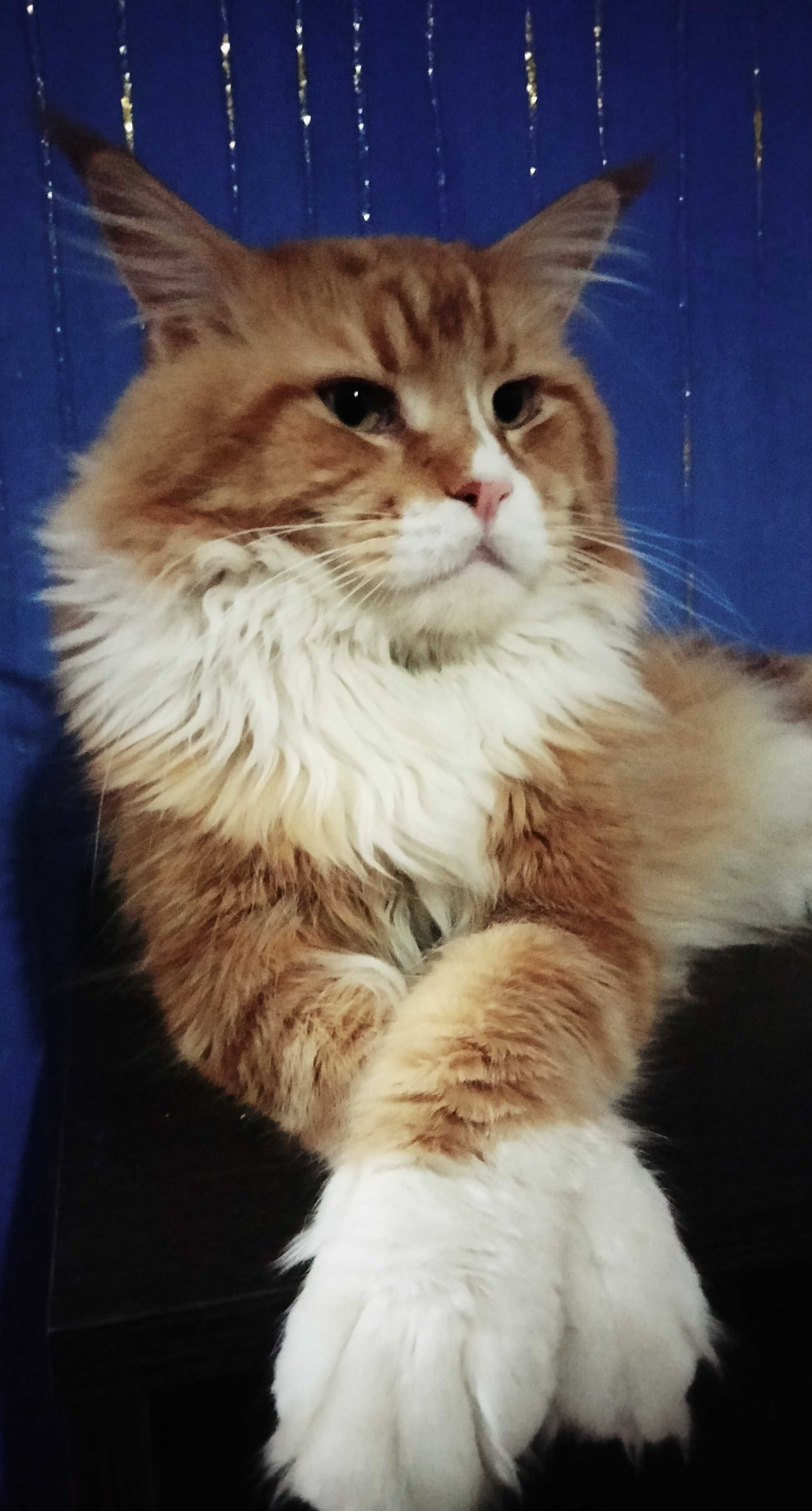 Котята Мейн-кун!