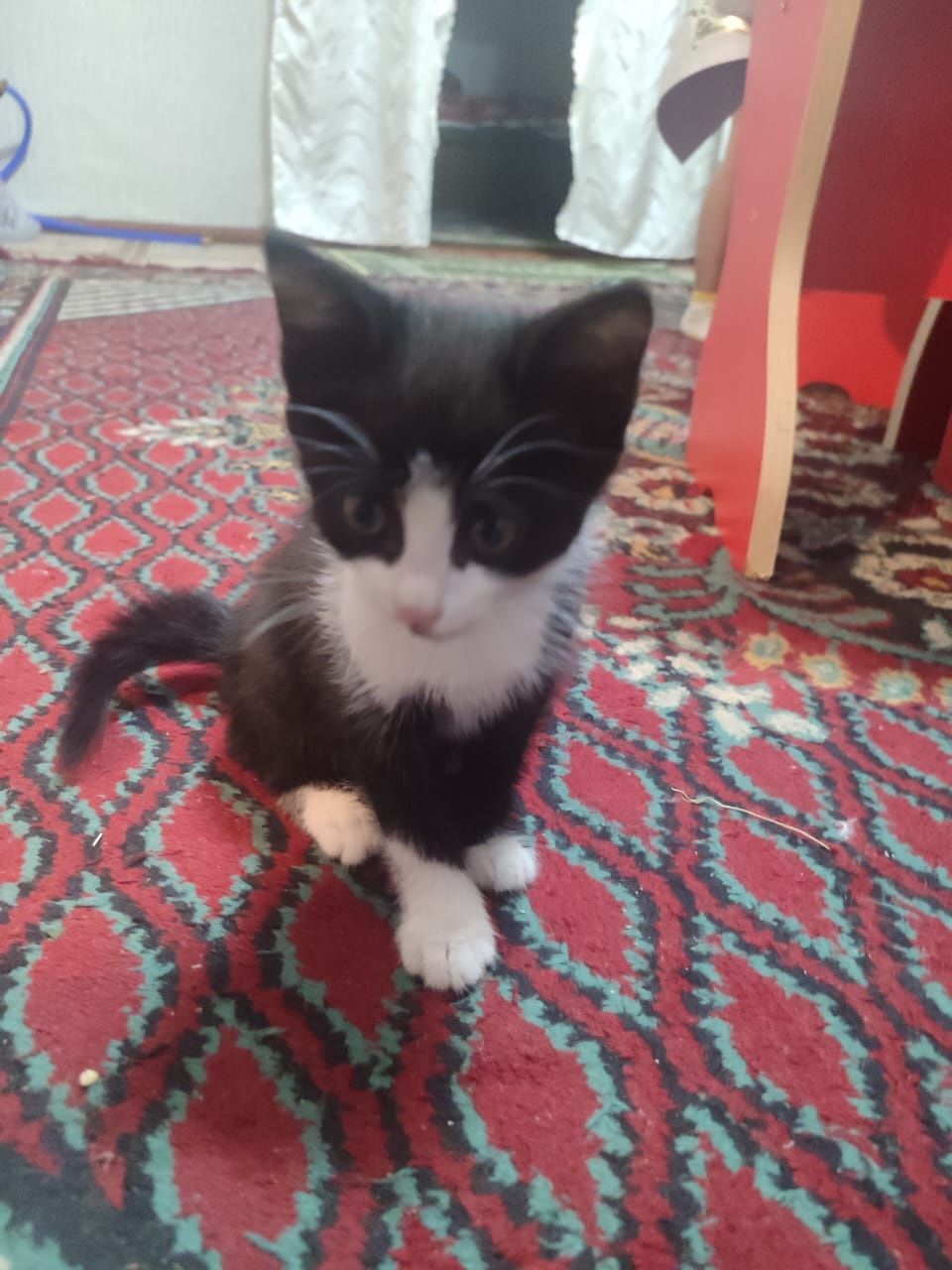 Отдам котят в хорошие руки