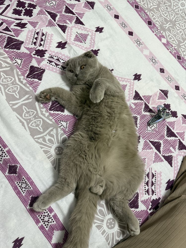 Вязка кот шотландский вислоухий