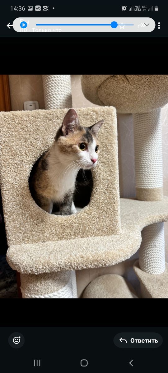 Кошка ищет хороший дом