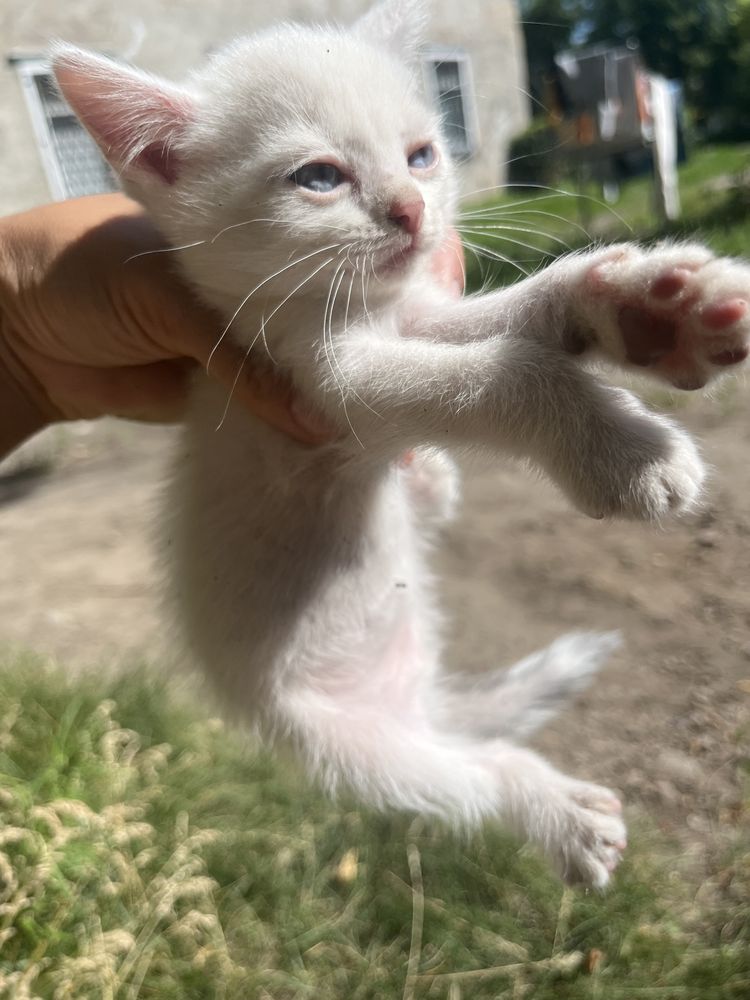 Отдам в добрые руки котят