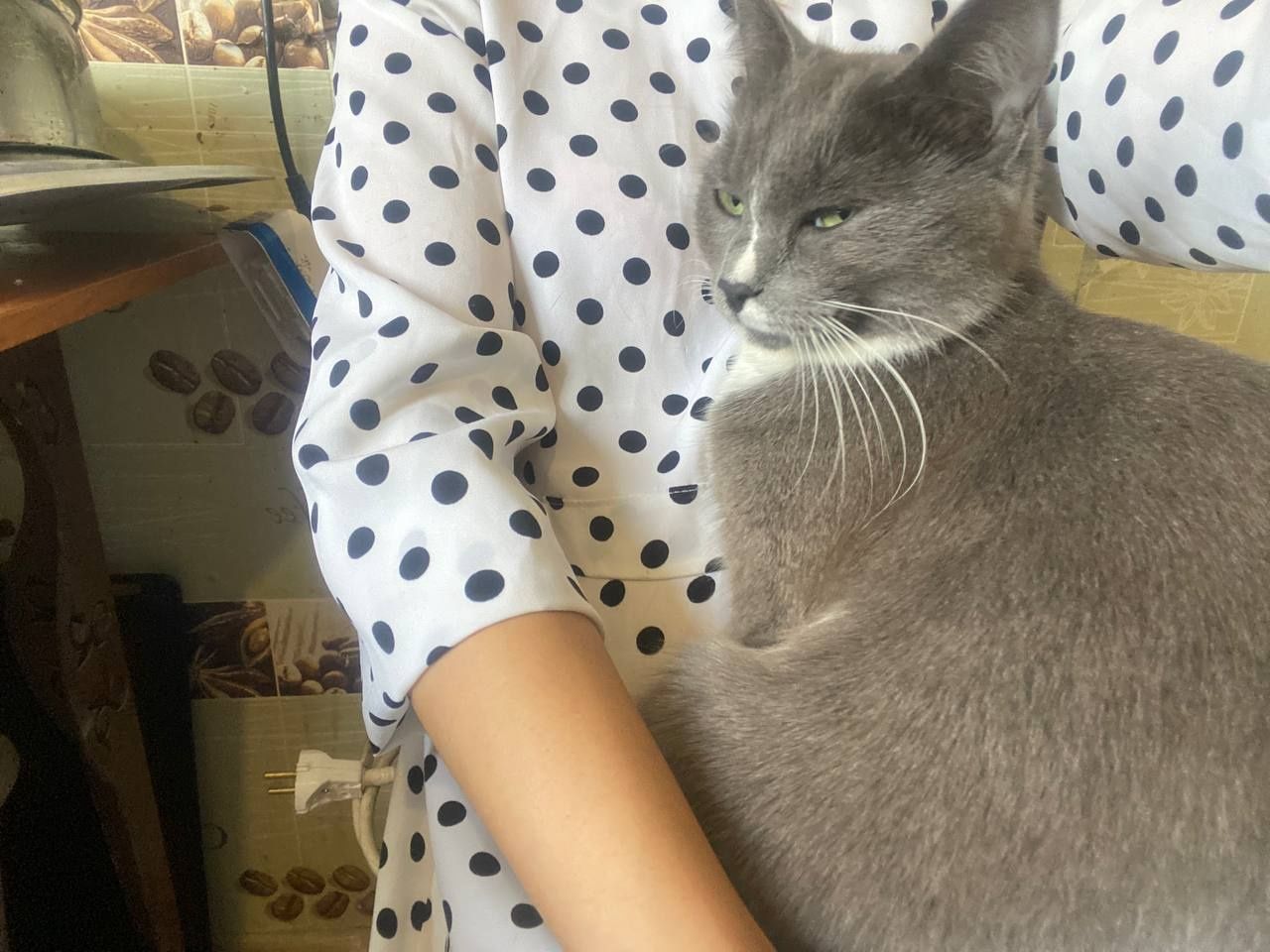 Отдам кошку в хорошие руки