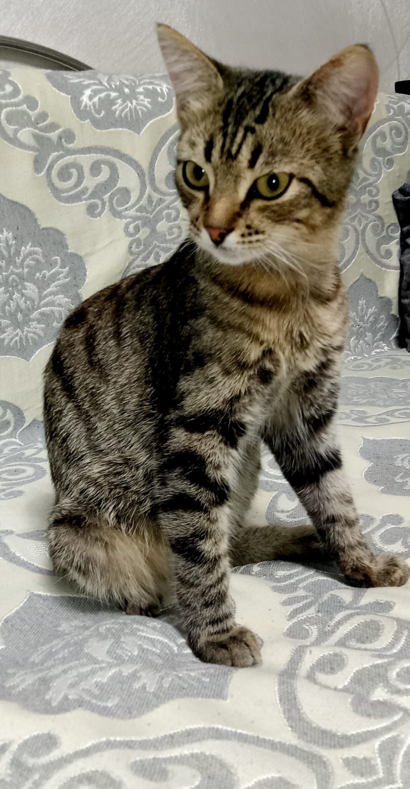Отдам  котят мальчики  2  месяцев