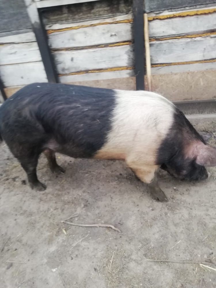 Продам кабана на племя. СКО Есильский район село Петровка!