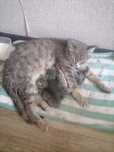 Кошку с котятами в хорошие руки бесплатно
