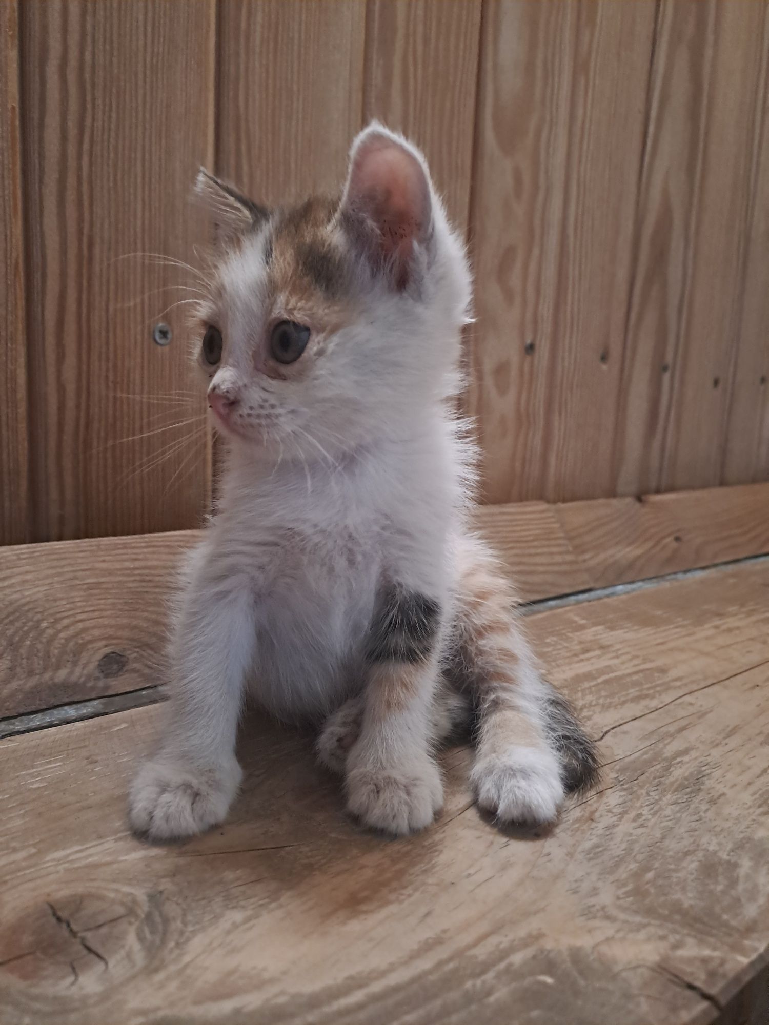 Отдам котят в добрые руки