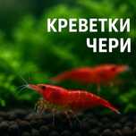 Креветки чери по 200тг