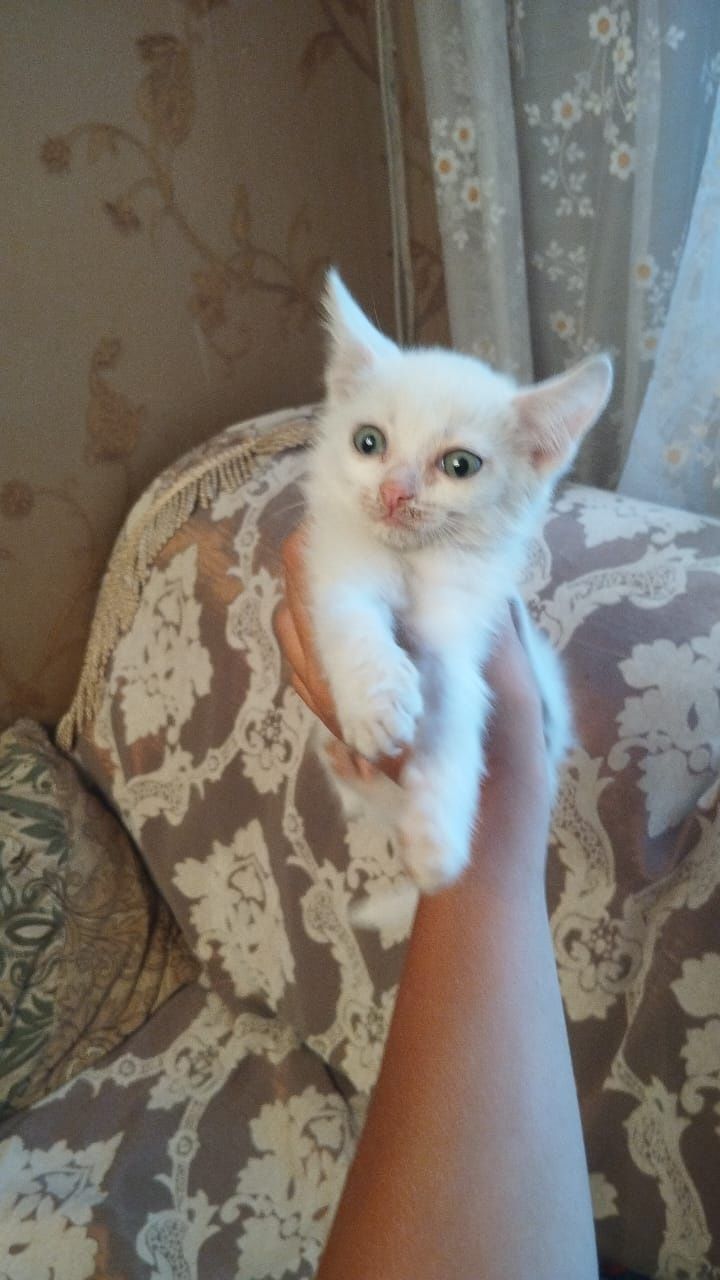 Отдам котёнка в добрые руки бесплатно