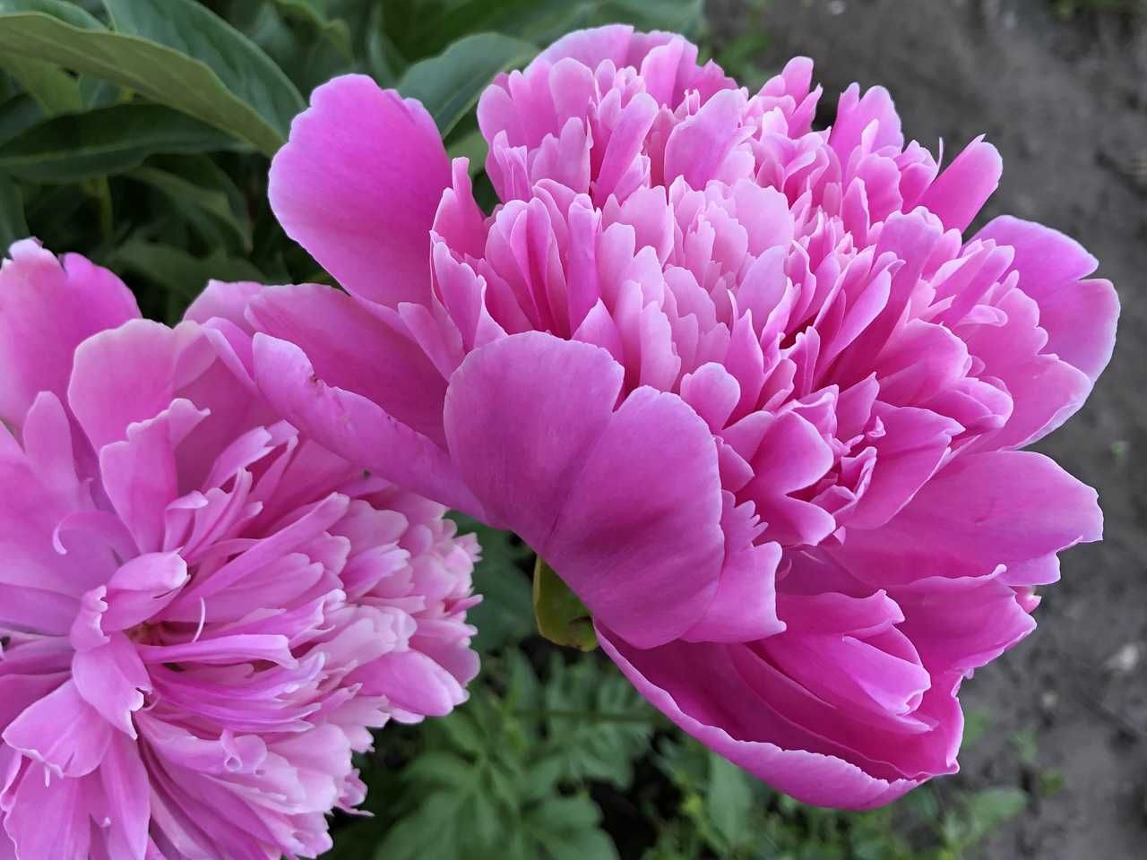 Многолетние цветы .