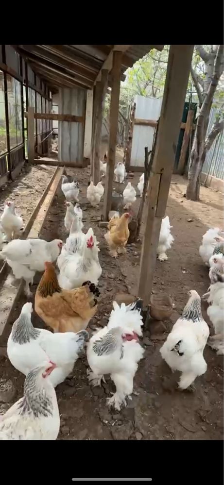 Яйцо брамы инкубационные