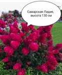 Продам гортензии