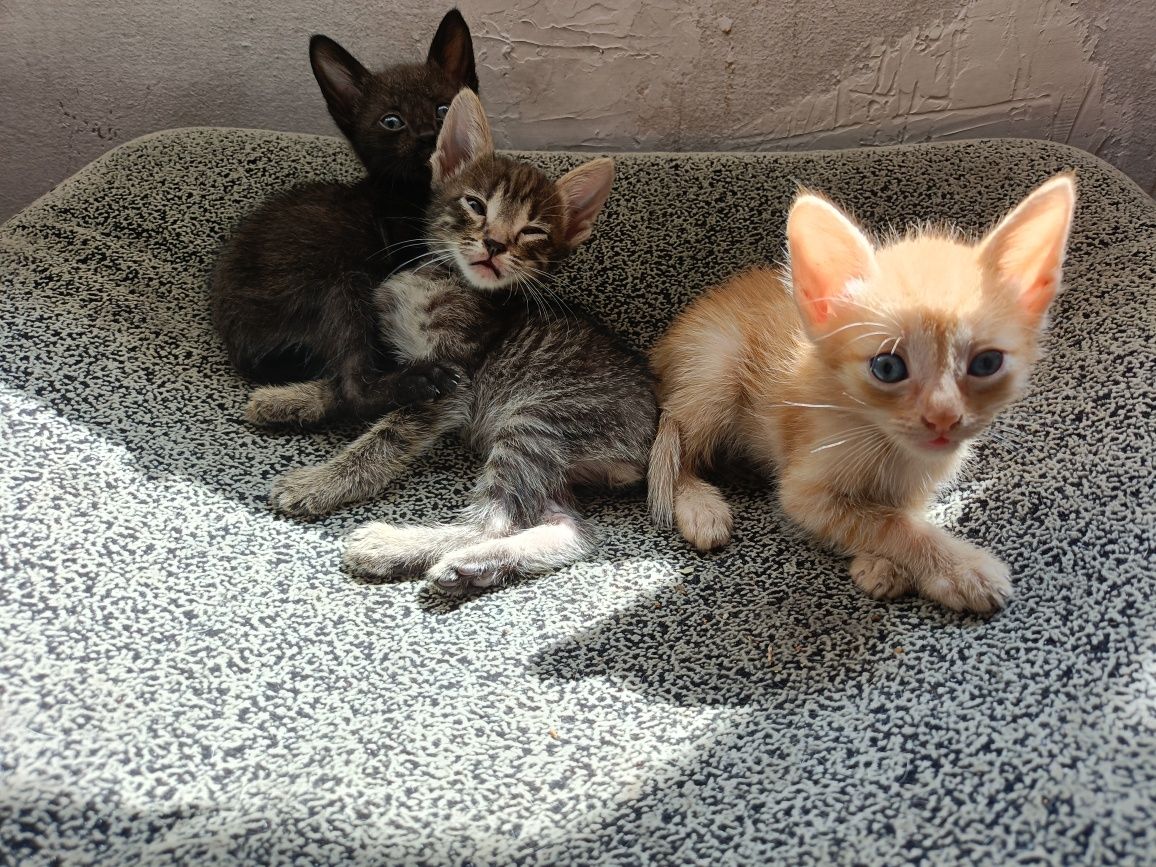 Отдам котят в добрые руки