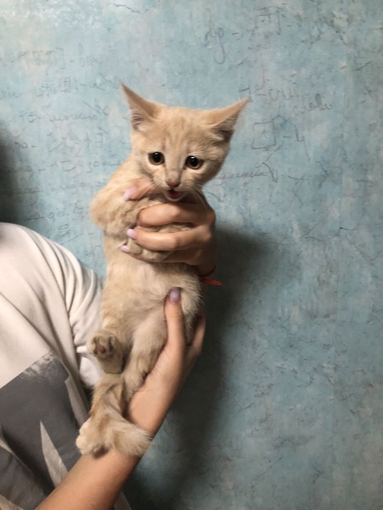 Отдам милых котят