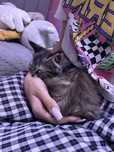 Отдам котенка девочку, как можно скорее, очень ласковая и игривая